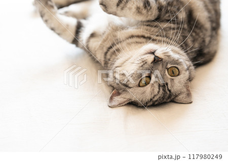 寝転んでグルーミングする猫 寝転んでグルーミングする猫 117980249