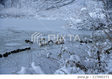 大池の白鳥 大池の白鳥 117980371