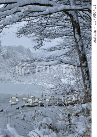 大池の白鳥 大池の白鳥 117980411