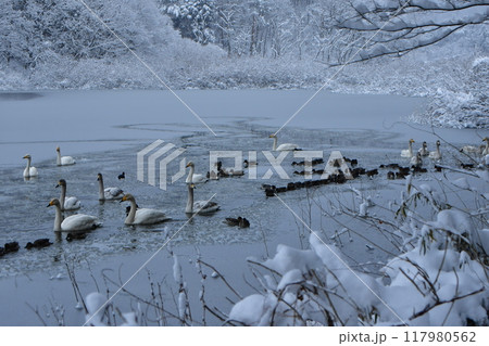 大池の白鳥 117980562