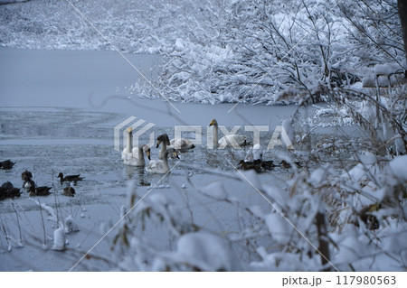 大池の白鳥 117980563
