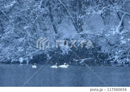 大池の白鳥 大池の白鳥 117980656