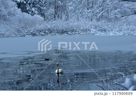 大池の白鳥 117980689