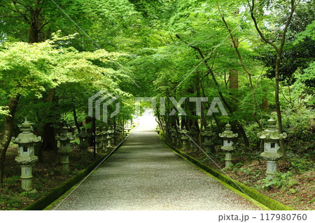 西林寺の新緑の参道 117980760