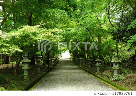 西林寺の新緑の参道 117980761