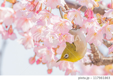 河津桜にとまるメジロ 117981863