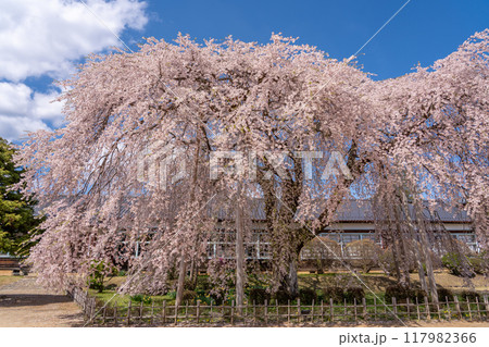 長野県飯田市 杵原学校の満開のしだれ桜 長野県飯田市 杵原学校の満開のしだれ桜 117982366