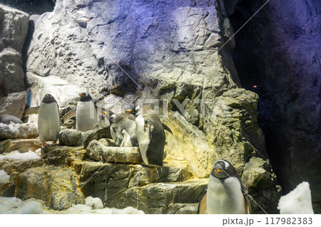 ジェンツーペンギン 海遊館 ジェンツーペンギン 海遊館 117982383