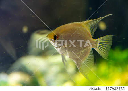 ゴールデンエンゼルフィッシュ　海遊館　 117982385