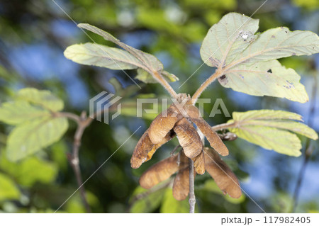 メグスリノキ 117982405