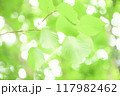 エコイメージの木の葉 117982462