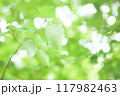 エコイメージの木の葉 117982463