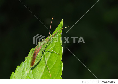 オオクモヘリカメムシ オオクモヘリカメムシ 117982505