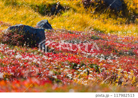 ウラシマツツジの紅葉とチングルマの綿毛 117982513