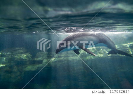 カマイルカ　海遊館 117982634