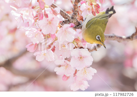 満開の河津桜に留まるメジロ 117982726