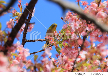 桜の木にメジロ 桜の木にメジロ 117982770