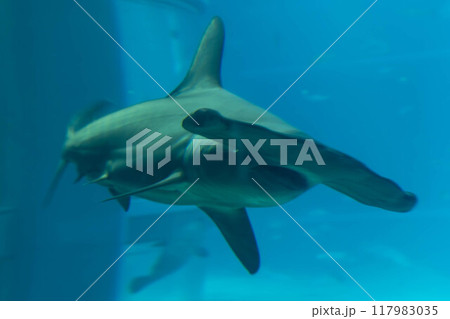 アカシュモクザメ　海遊館 117983035