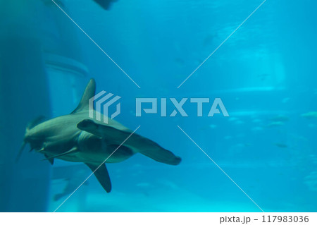アカシュモクザメ 海遊館 アカシュモクザメ 海遊館 117983036