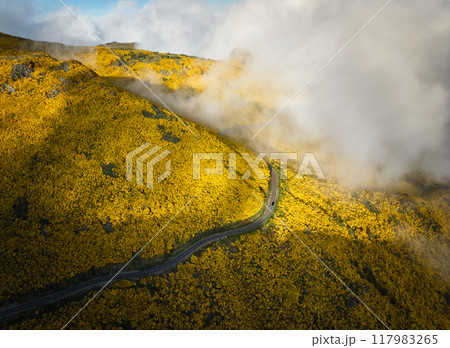 Aerial view of road among Cytisus blooming shrubs near Pico do Arieiro, Portugal 117983265
