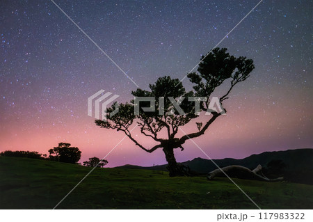 Fanal forest trees on Madeira island in night with starry sky, Portugal Fanal forest trees on Madeira island in night with starry sky, Portugal 117983322