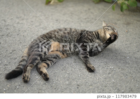 道端で横になるとら猫 道端で横になるとら猫 117983479