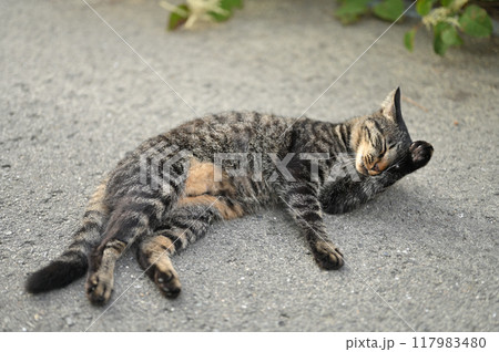 道端で横になるとら猫 道端で横になるとら猫 117983480