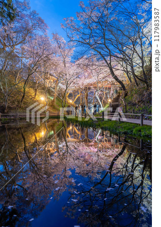 長野県伊那市 天下第一の桜と言われる池越しの高遠城址公園満開の夜桜 長野県伊那市 天下第一の桜と言われる池越しの高遠城址公園満開の夜桜 117983587