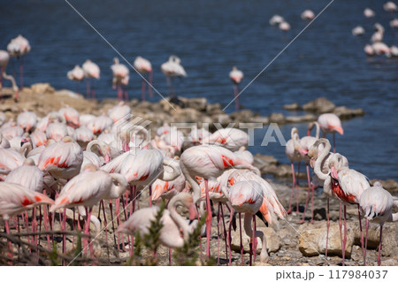 Flock of large flamingos is resting on rocky shore of lake. 117984037
