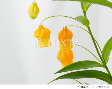 鮮やかなオレンジ色の花をつけたサンダーソニア 117984480