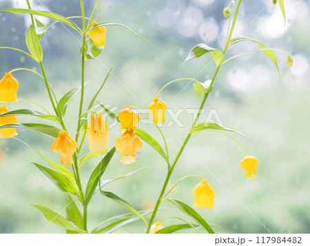 梅雨空の窓辺に咲くサンダーソニアの花 117984482