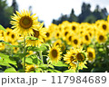 満開のひまわり 117984689