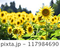 満開のひまわり 117984690