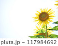 満開のひまわり 117984692