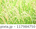 たわわに実った収穫前の稲 117984750