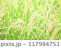 たわわに実った収穫前の稲 117984751