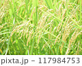 たわわに実った収穫前の稲 117984753