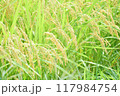 たわわに実った収穫前の稲 117984754