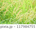 たわわに実った収穫前の稲 117984755
