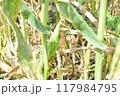 収穫前のとうもろこし 117984795