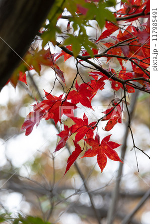 季節の移り変わる紅葉の写真 117985491