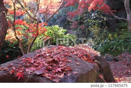 もみじが落葉する散歩道 秋の公園 秋のイメージ もみじが落葉する散歩道 秋の公園 秋のイメージ 117985675