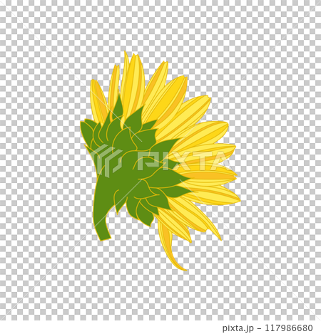 Sunflower illustration Sunflower illustration 117986680