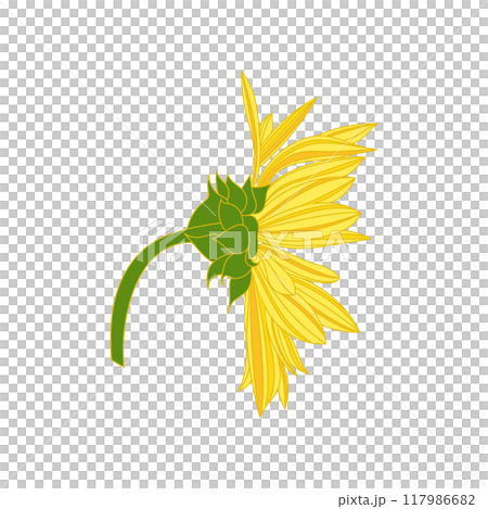 ひまわりのイラスト 117986682