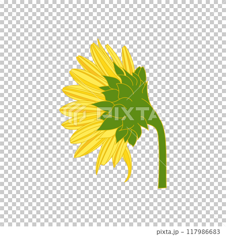 ひまわりのイラスト 117986683