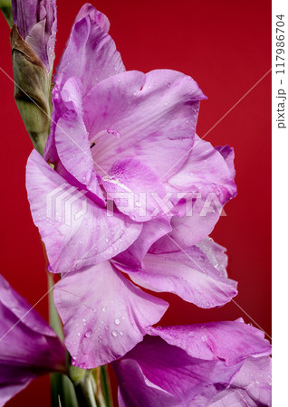 Blooming Gladiolus Spartan on a red background Blooming Gladiolus Spartan on a red background 117986704