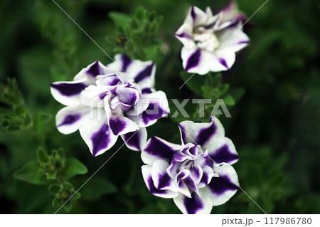 ペチュニア　白地に紫色の花 117986780