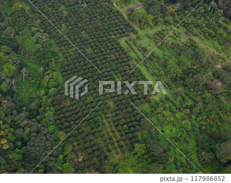 Green agriculture field with trees 117986852