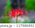 彼岸花 117986892