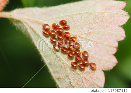 カメムシの一種の卵 117987115